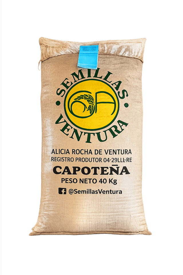 Semilla certificada de arroz Capoteña INIA 515 - Ferreñafe, Lambayeque