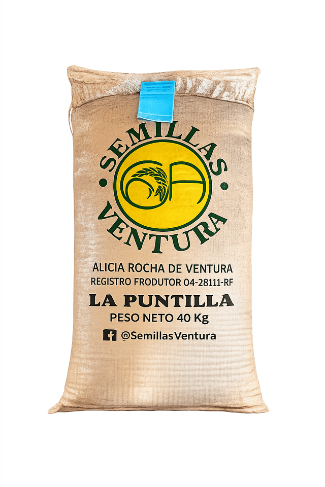 Semilla certificada de arroz La Puntilla INIA 513 - Ferreñafe, Lambayeque